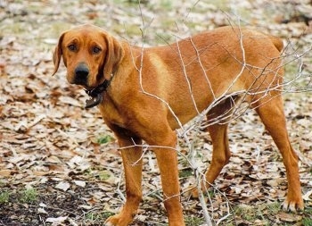 coonhound rottweiler mix