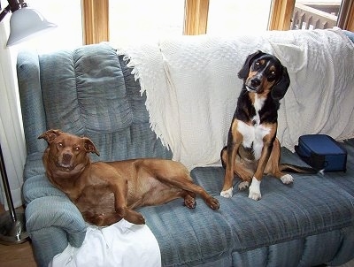 A brown Nova Scotia Duck Toller/Pit Bull mix is laying against the arm of a couch and next to it is a tricolor black with brown and white Beagle/Black Labrador mix that is sitting with its head tilted to the right.