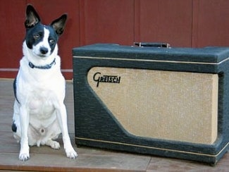 A perk-eared, black with white Rat Terrier/Mountain Feist is sitting on a wooden porch with its head tilted to the right next to a Gretsen Amp.