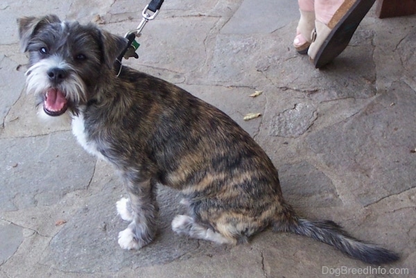 fotoelektrisk underskud Atlas Cairn Corgi Dog Breed Information and Pictures