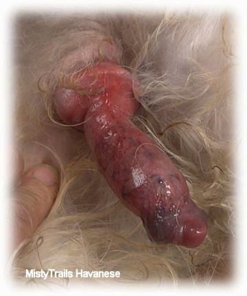 Swelled male dog after breeding
