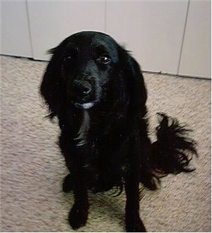 A black with white Markiesje dog is sitting on a tan carpet in front of a closet. It has longer hair on its ears and tail.