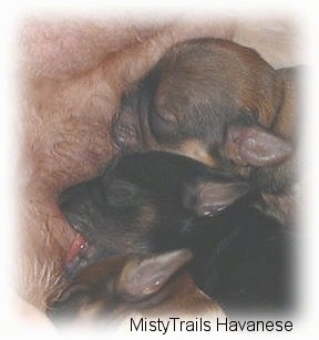 Close up - Two puppies nursing.