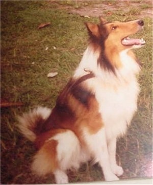 Collie sitting outside looking into the distance