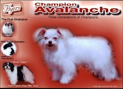 A red Flyers Mi-Ki flyer that says 'Champion Avalanche Three Generations of Champions' with four dogs on the front of it .