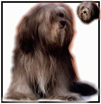 A longhaired brown with white Mi-ki is sitting on a white back drop and looking up and to the right. There is a smaller version of its head in the top right corner of the image.