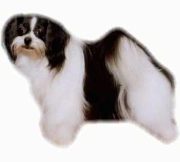 Side-view - A white and black long coat Mi-ki is standing on a composited white color layer.