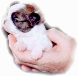 A small newborn white with brown and black Mi-ki is being held in the hand of a person.