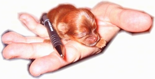 A newborn brown Mi-ki is being held in the hand of a person and there is a pen next to it showing how the dog is the same size as the pen.