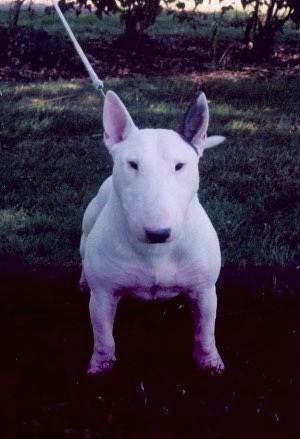 A white Bull Terrier looking straight on at the camera holder outside at night