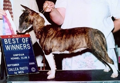 Bull Terrierposing on table with two people standing behind it. One Person is holding a series of ribbons with a sign that says 'Best of Winners Umpqua Kennel Club 2'