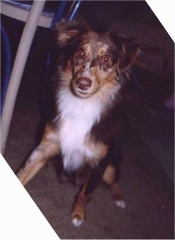 A merle brown with tan and white Miniature Australian Shepherd is sitting on a tan rug next to a chair with one paw up in the air.