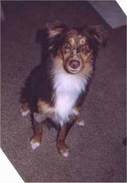 View from the front - A brown with tan and white Miniature Australian Shepherd is sitting on a tan carpet and looking up.