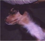 Close up upper body shot - The underside of a black with brown and white Miniature Australian Shepherd looking up and to the left.