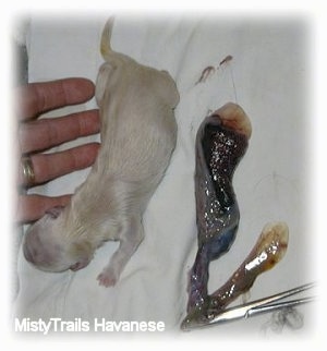 A newborn puppy is laying on a towel across from a placenta.