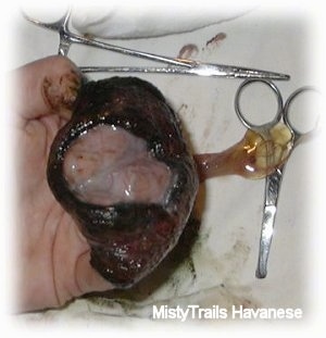 An empty placenta that is stretched over top of a persons hand.