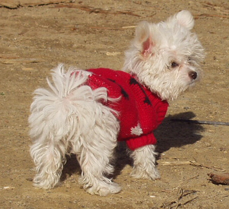 The backside of a fluffy, white Maltese/Toy poodle that is standing in dirt and it is looking to the right. It is wearing a red sweater.