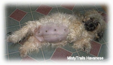 toy poodle 6 weeks pregnant