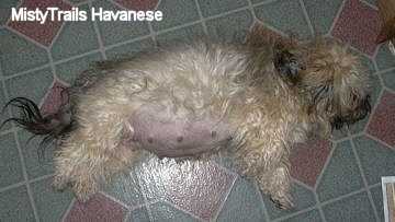 The right side of a pregnant dog that is laying across a tiled floor.