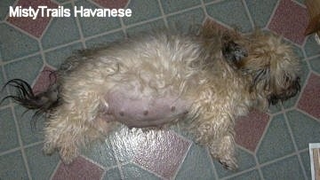 pregnant toy poodle