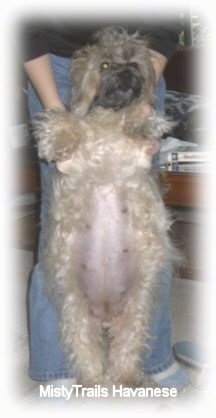 A furry pregnant dam with a shaved belly is standing on her hind legs and a person behind her is holding her up.