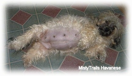 A large bellied dog with a shaved stomach area is laying on its side on a tiled floor.