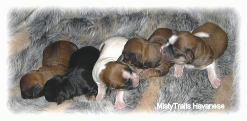 Five newborn puppies are laying across a rug and they are looking at each other.