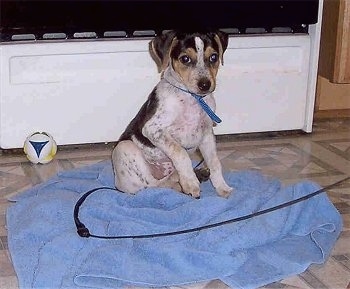 A white with black and tan Mountain Feist puppy is sitting on a blue towel. There is a TV and a toy ball behind it.