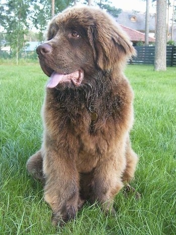 View from the front - A fluffy, large, big-lipped, brown Newfoundland puppy is sitting in grass looking to the left. Its mouth is open and its tongue is out.