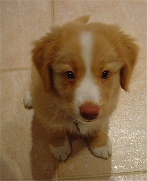 View from above looking down at the dog - A red with white Nova Scotia Duck-Tolling Retriever puppy is sitting on a tan tiled floor looking up. It has a brown nose.