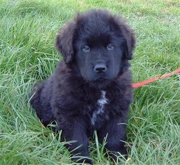 View from the front - A fluffy, black with white Newfoundland puppy is sitting in grass and looking forward. It looks like a bear cub.
