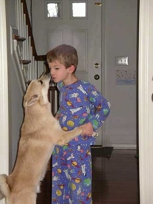 A tan with white Norwegian Buhund dog is jumped up against the body of a boy in purple space themed pajamas and licking his face. The boy is holding the dog's front paws.