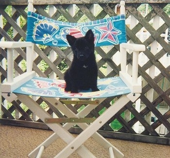 A black Norwegian Elkhound Puppy is sitting in a directors chair on a porch and it is looking forward.