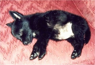 Topdown view of a black Norwegian Elkhound Puppy that is sleeping across a couch