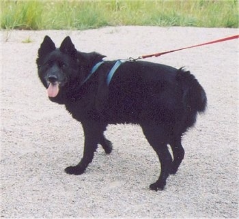 The left side of a Black Norwegian Elkhound that is walking across a gravel path wearing a harness and a leash. It is looking forward, its mouth is open and its tongue is hanging out.