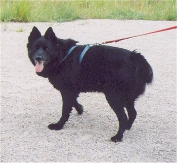 are swedish white elkhound aggressive