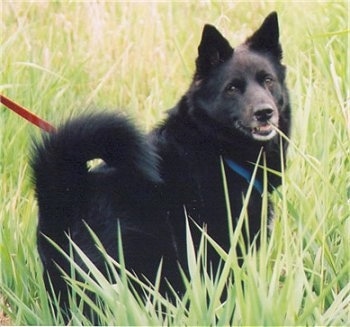 The back right side of a black Norwegian Elkhound that is standing in tall grass and it is looking forward.