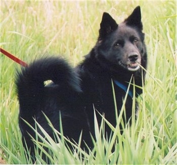 Black Norwegian Elkhound Dog Breed Information and Pictures