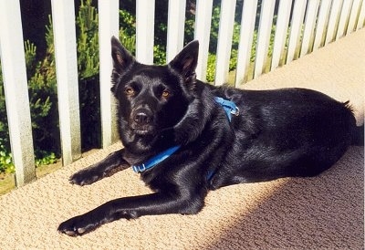 The left side of a black Norwegian Elkhound that is laying on a porch and it is looking forward.