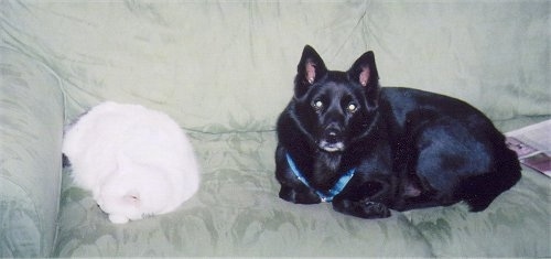 The left side of a black Norwegian Elkhound that is sitting across a couch and across from it is a white cat