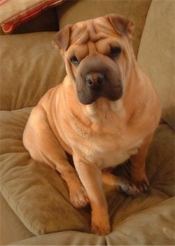 Front side view - A wrinkly, small rose eared, tan with black Ori Pei is sitting on a couch and it is looking down and its head is slightly tilted to the left. It has a square snout and deep set eyes.
