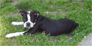 Olde Boston Bulldogge Dog Breed Information and Pictures