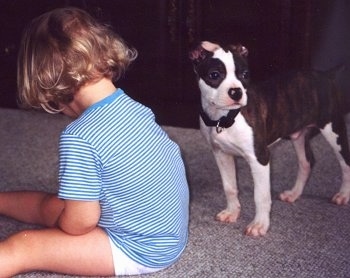 A baby with short bobbed blonde hair has its back turned to a brown brindle with white Olde Boston Bulldogge puppy that is standing to the right of the image.