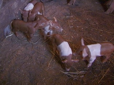 A line of Piglets are standing on top of dirt. Two Piglets are standing in dirt. Two Piglets are looking to the right. One Piglet is looking at the ground and next to it is a Piglet is looking at the side of another Piglet.