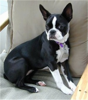 PJ the Boston Terrier puppy wearing a purple collar sitting on a chair