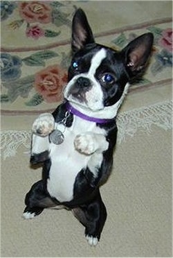 PJ the Boston Terrier sitting on its hind legs with paws up in the air
