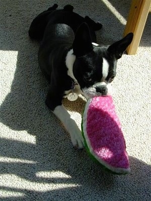 PJ the Boston Terrier laying on the carpet and chewing on a plush watermelon
