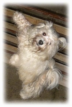 A small longhaired, tan dog is standing up on its hind legs and against a small wooden wall and it is looking up.