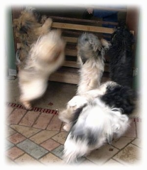 Action shot - Five dogs are jumping up against a small wooden wall. On the other side of the wall is a person.
