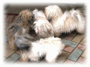 Four small, long haired dogs are standing on a colorful brick porch.